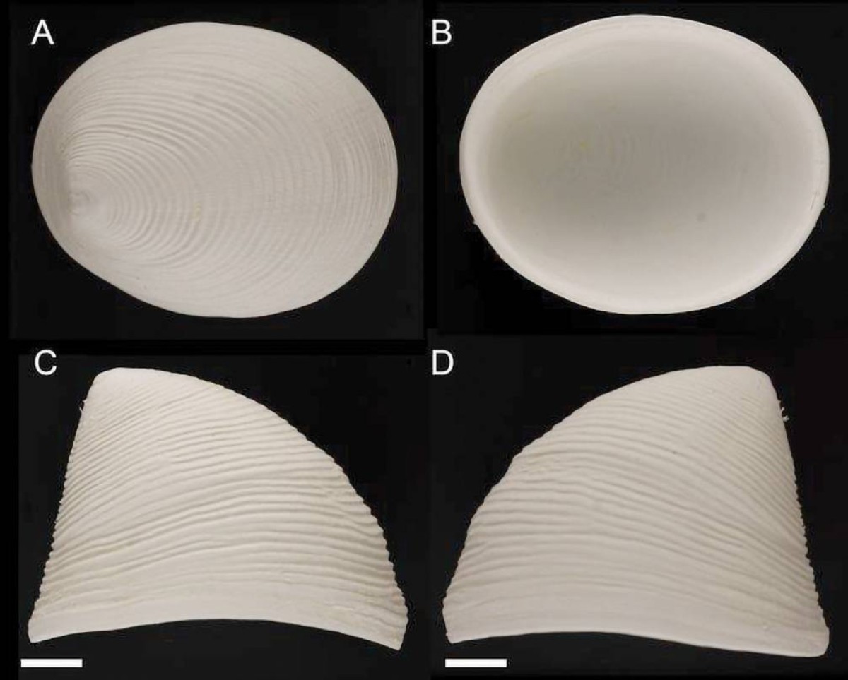 اكتشاف نوع جديدمن الرخويات البحرية