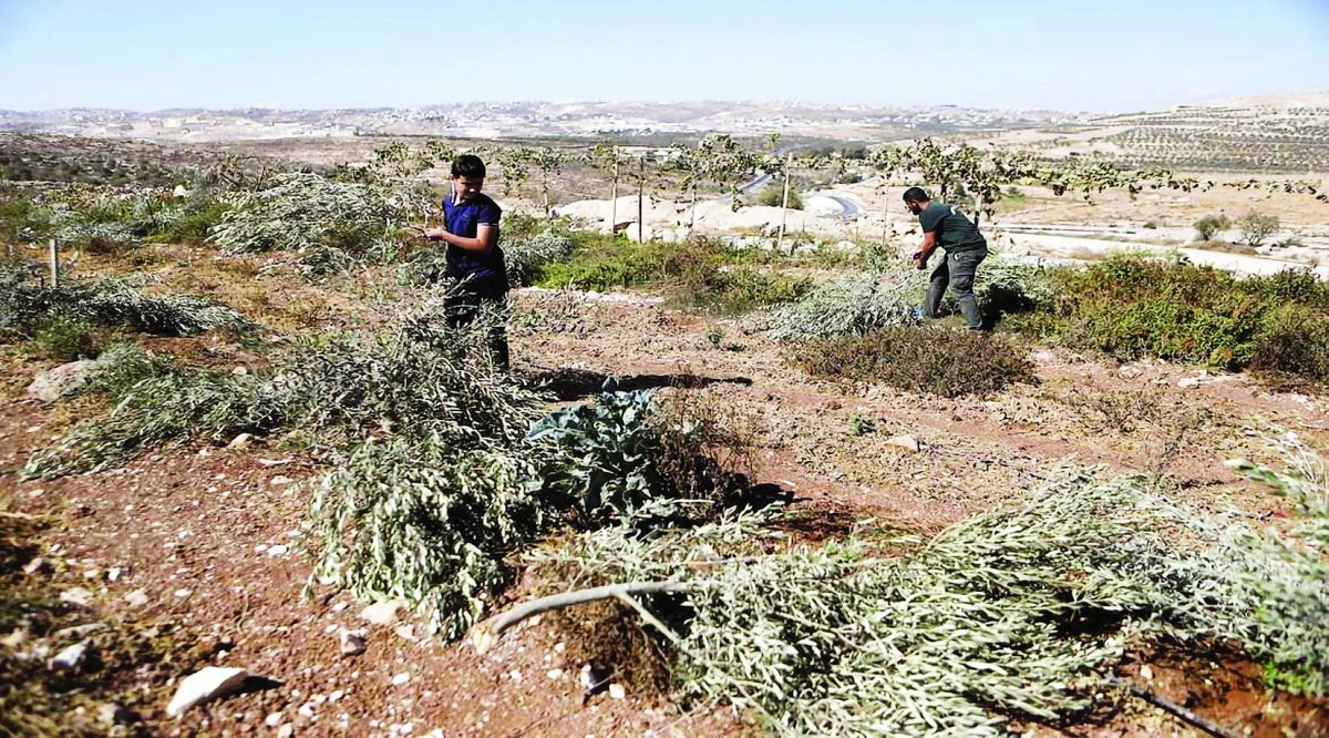 الضفة الغربية.. المستوطنون يحاربون «الزيتون»