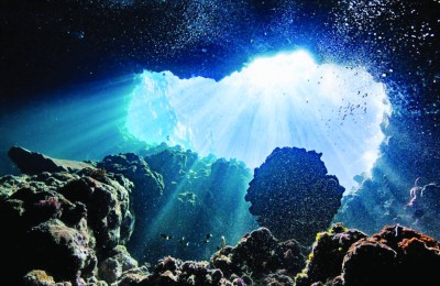 اكتشاف نوع من الإسفنج المفترس