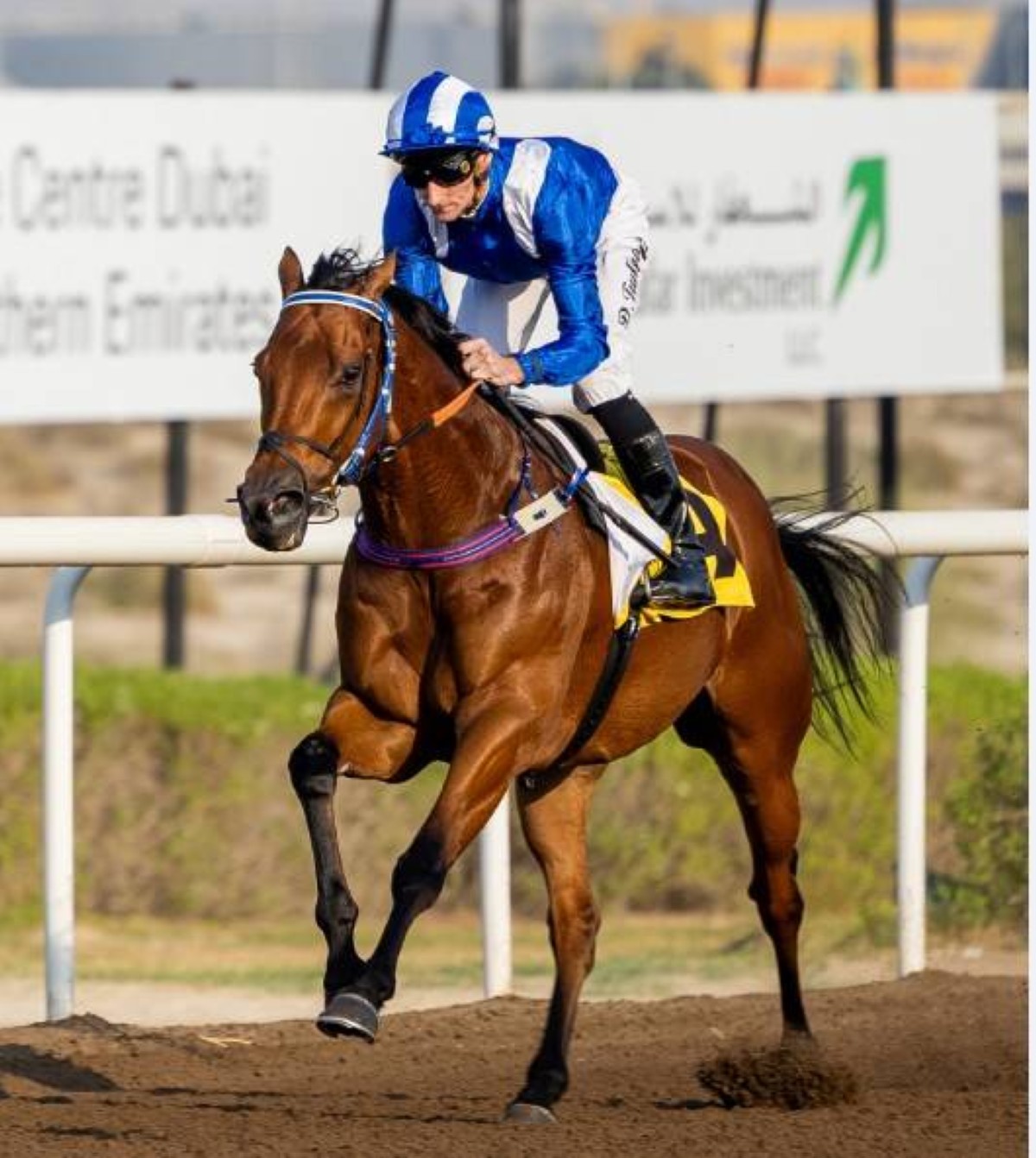 «رباح» لشادويل بطل «جائزة سلسلة سباقات جبل علي للسرعة»