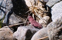 العثور على جندب وردي بصفات نادرة