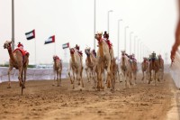 «الشامخة» تحلق بأول رموز جائزة زايد الكبرى للهجن 2025