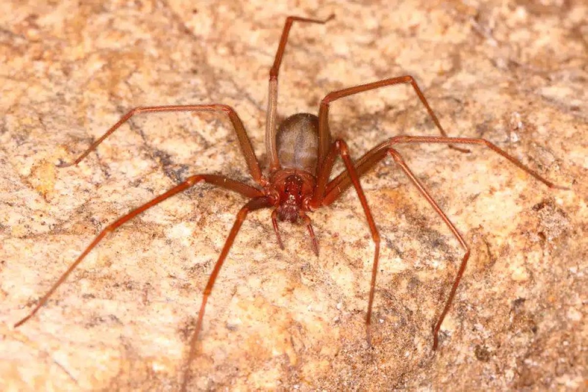 عائلة تعيش مع أخطر 2000 عنكبوت لمدة 5 سنوات.. والنتيجة مذهلة