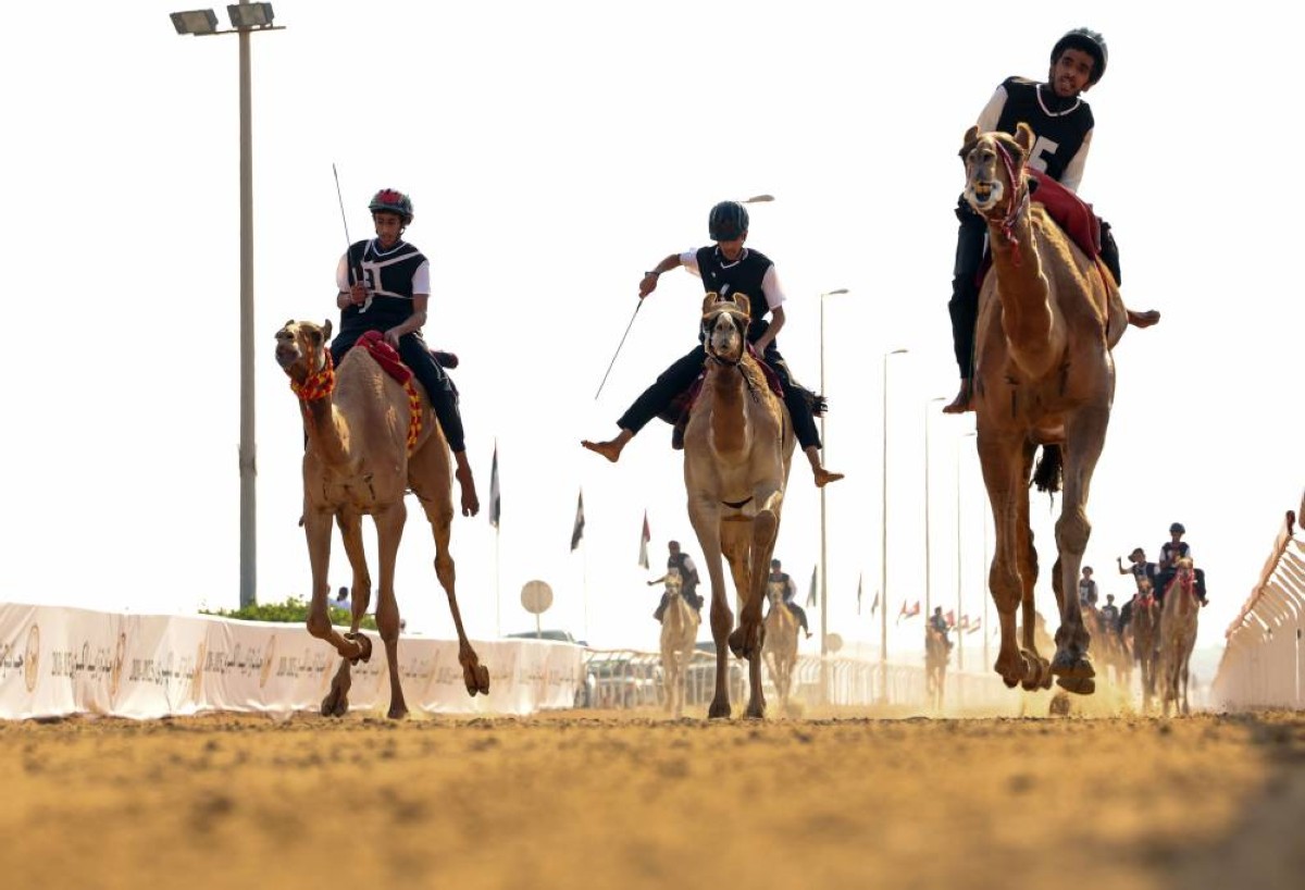 حضور لافت للشباب والفتيات والأجانب في السباق التراثي بجائزة زايد الكبرى للهجن