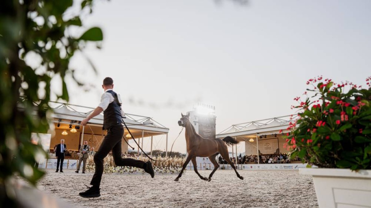 بطولة الفجيرة الدولية للخيل العربي ترفع وتيرة التنافس في يومها الثاني