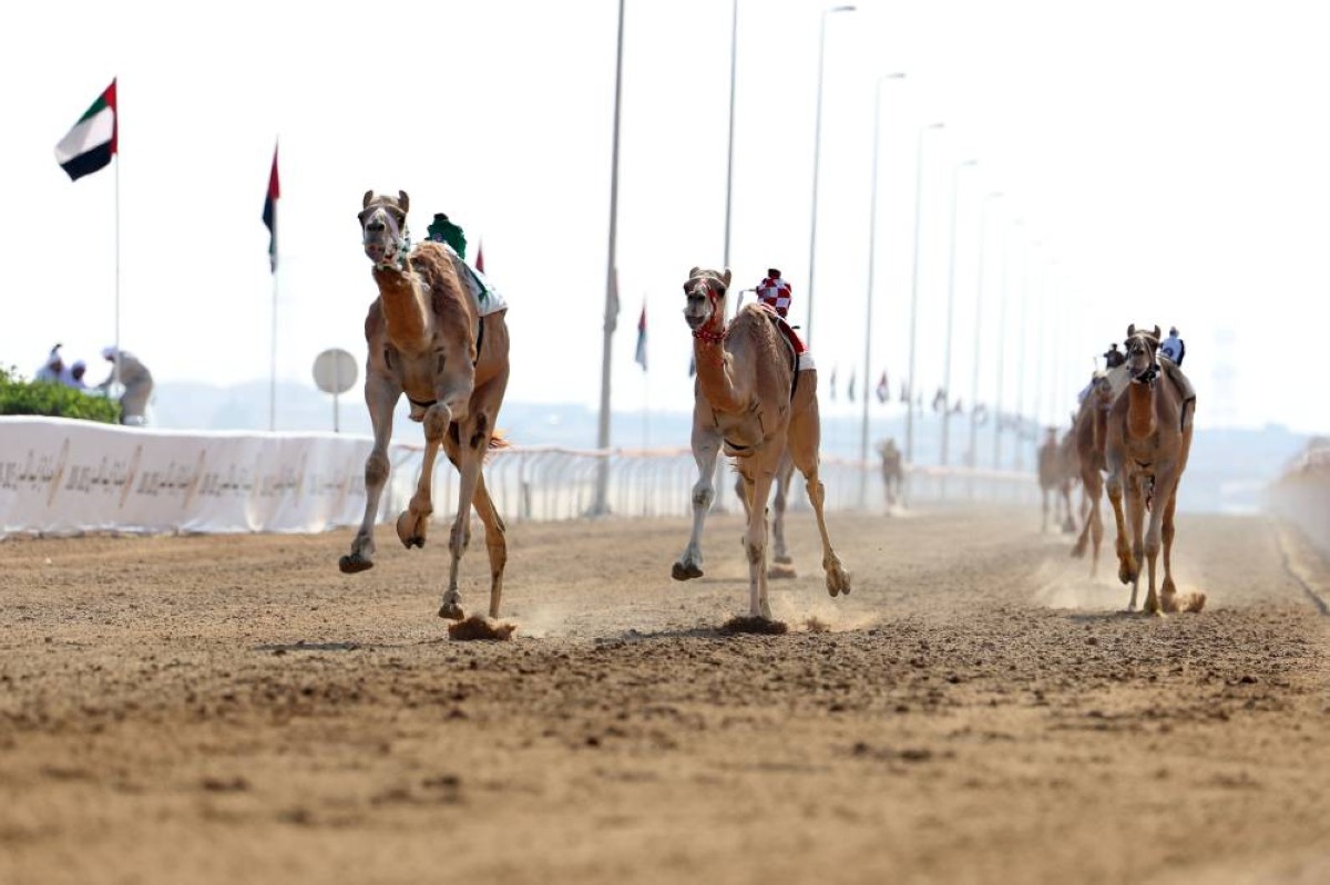 شعار مرخان الكتبي يتألق بـ 3 رموز للثنايا في جائزة زايد الكبرى للهجن