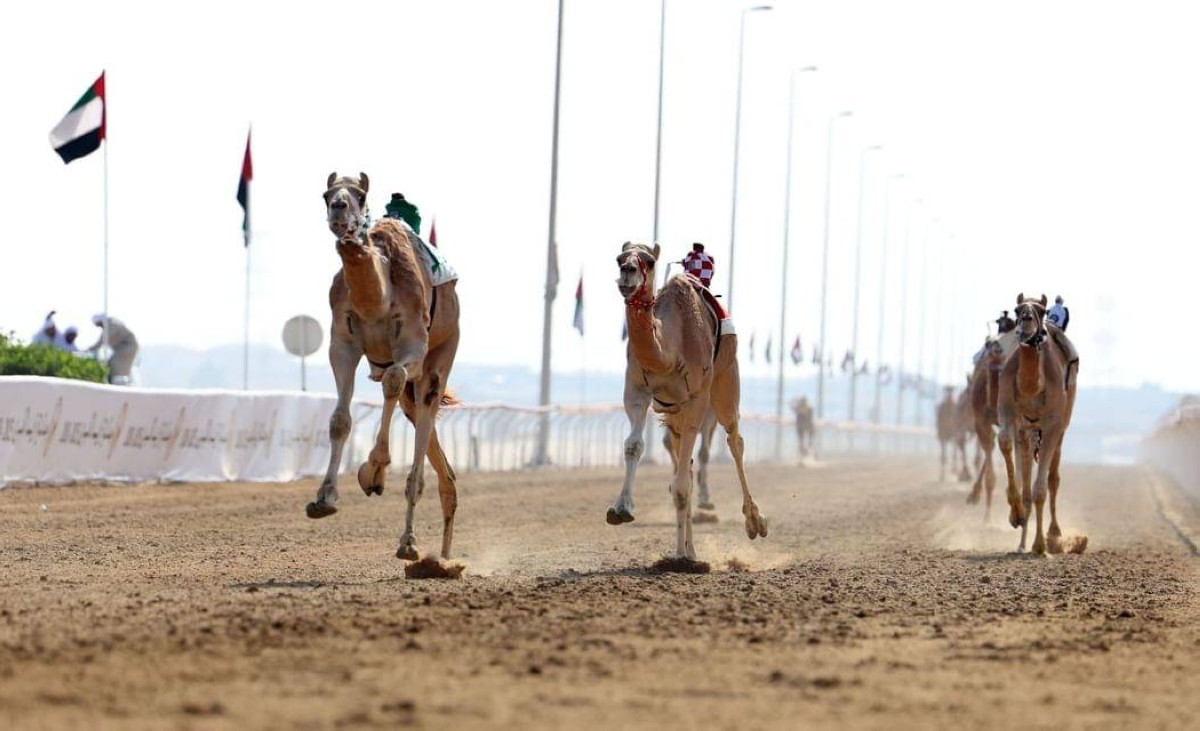 صراع على سيف جائزة زايد الكبرى للهجن غداً