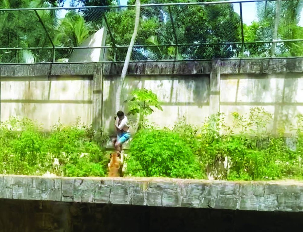 لبؤة تقتل رجلاً اقتحم حظيرتها