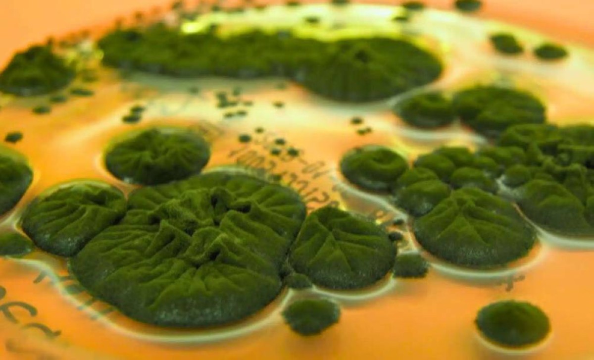 يعيش حيث لا يجرؤ البشر… فطر  يستمد طاقته من الإشعاع النووي