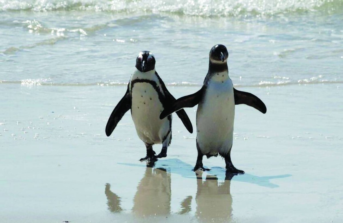 انخفاض تعداد البطريق الأفريقي 80 % خلال 3 عقود