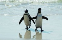 انخفاض تعداد البطريق الأفريقي 80 % خلال 3 عقود