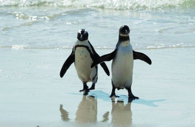 انخفاض تعداد البطريق الأفريقي 80 % خلال 3 عقود