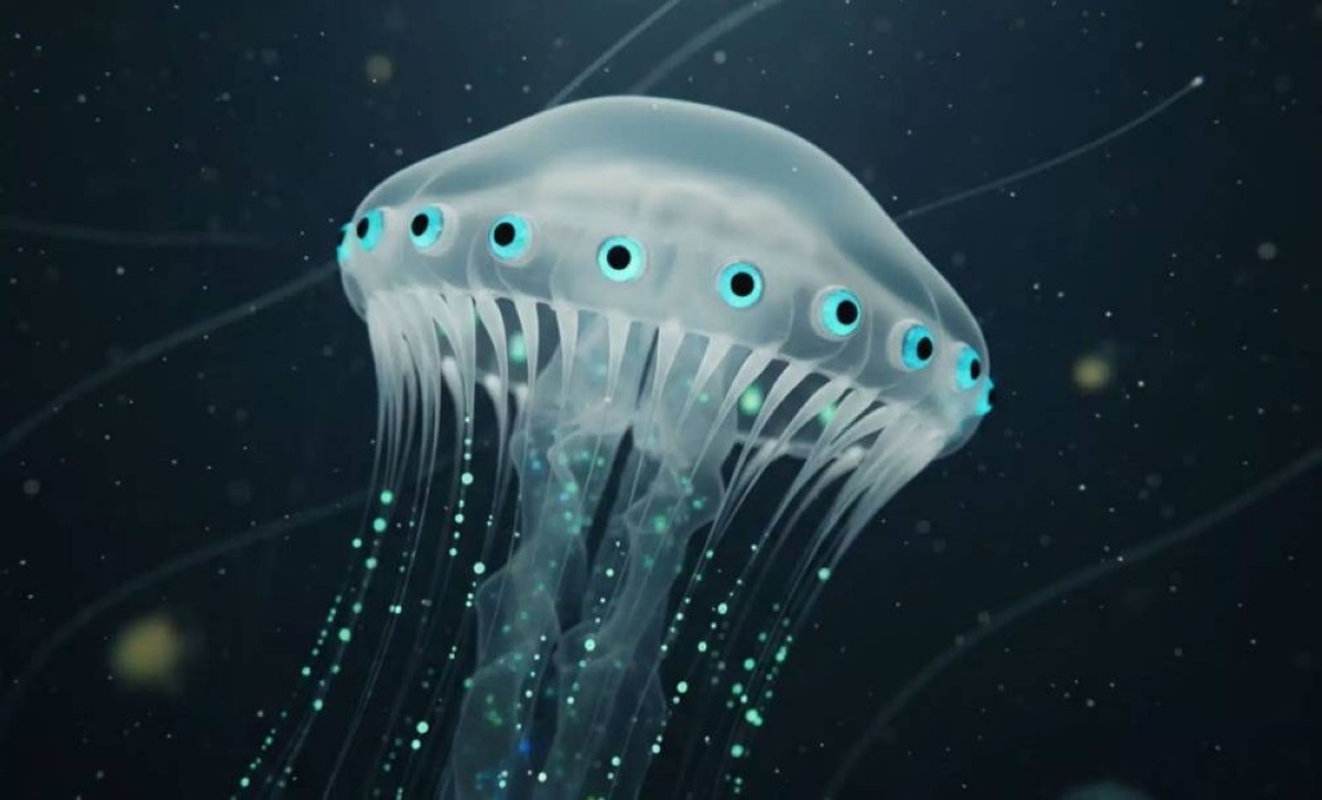 مخلوق بــ 24 عيناً.. ما قصته؟