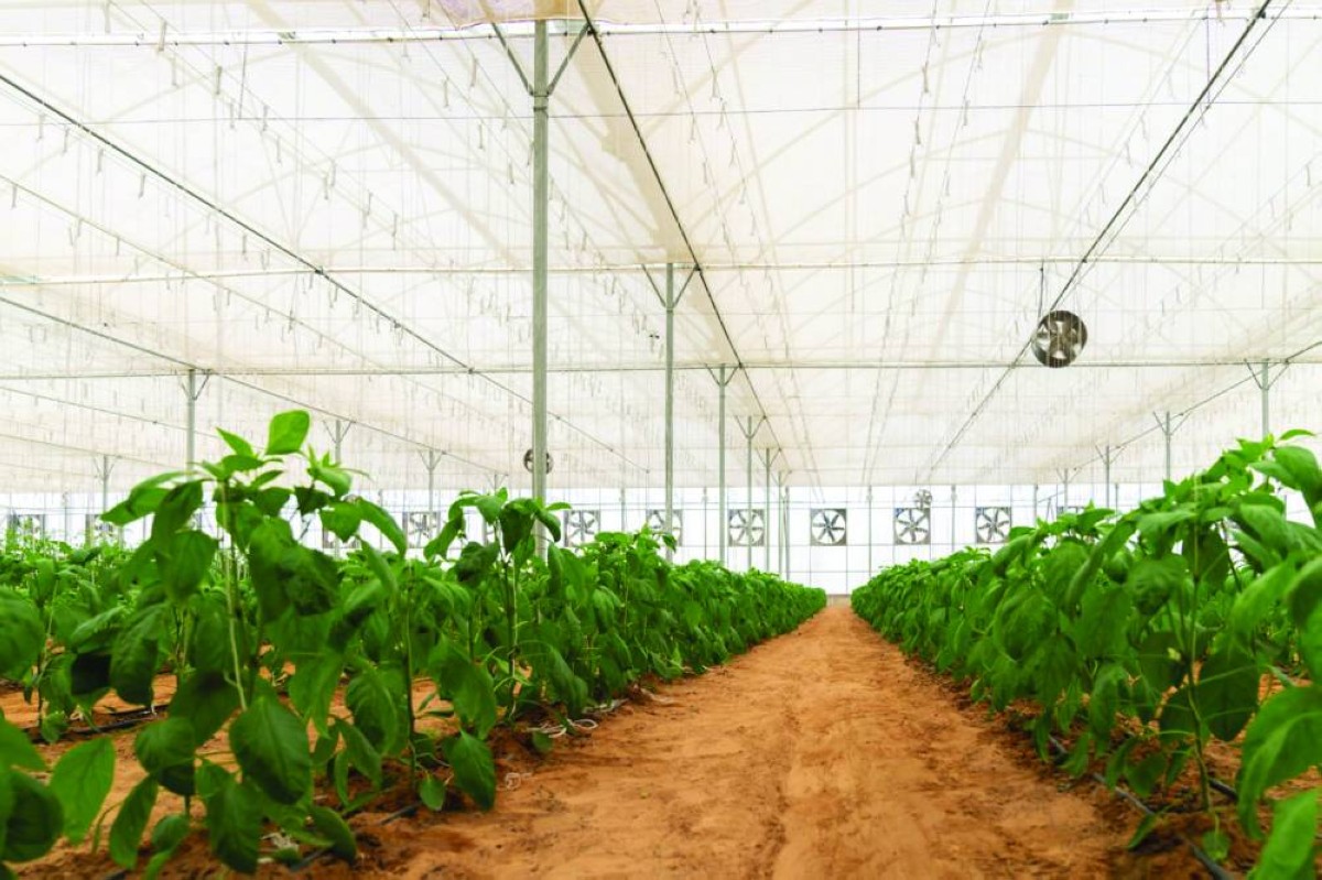 70 % توفير استهلاك المياه والطاقةبالصوبات الزراعية في الشارقة