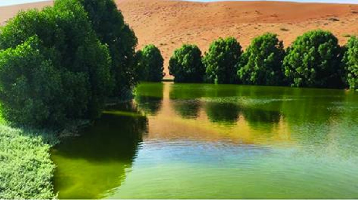 بحيرة سمكية وغابة ملحية.. قصة نجاح إماراتية بتوقيع عبدالرحمن الشامسي