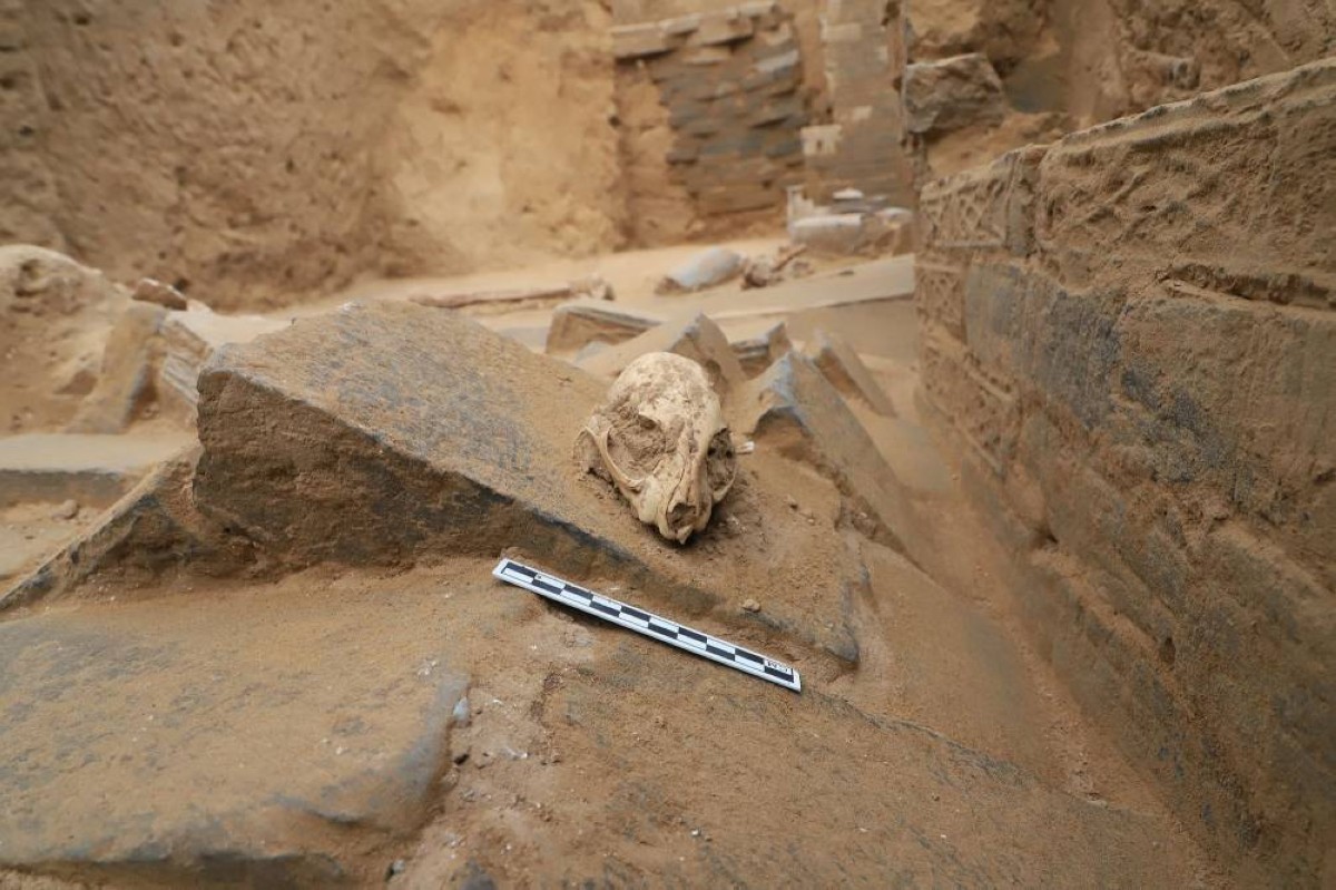 دراسة تعيد كتابة تاريخ البشر مع القطط.. القصة لم تبدأ مع الزراعة!