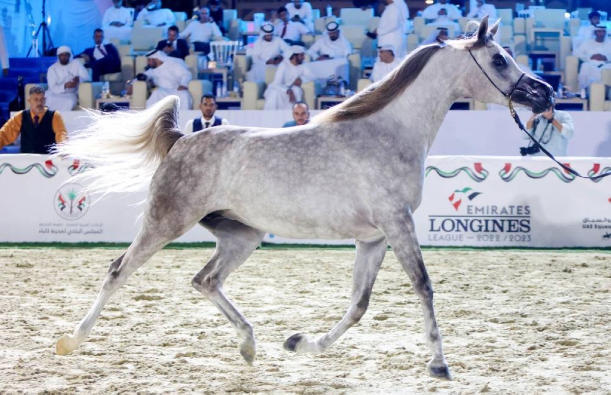 «مهرجان الشارقة كلباء» السابع للجواد العربي ينطلق الجمعة
