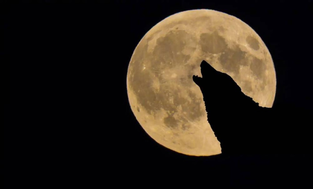 قمر الذئب العملاق يقترب.. ليلة شتوية استثنائية متى موعدها؟