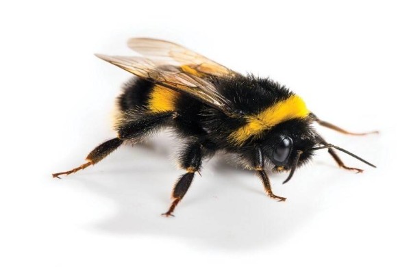 المشاعر الإيجابية تنتقل بصرياً بين النحل الطنان وتؤثر بسلوك المستعمرة