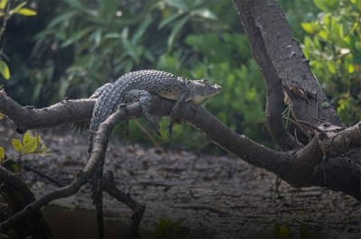 التماسيح القافزة.. كيف تتسلق الأشجار لتصطاد فرائسها؟