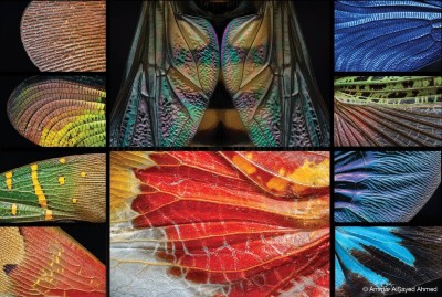 «ملف مصور» بين فلسطين وبولندا والإمارات