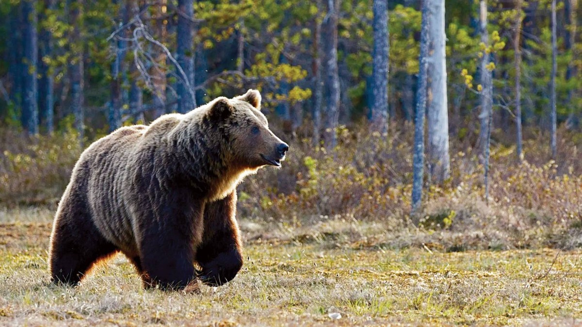 دببة أصغر حجماً