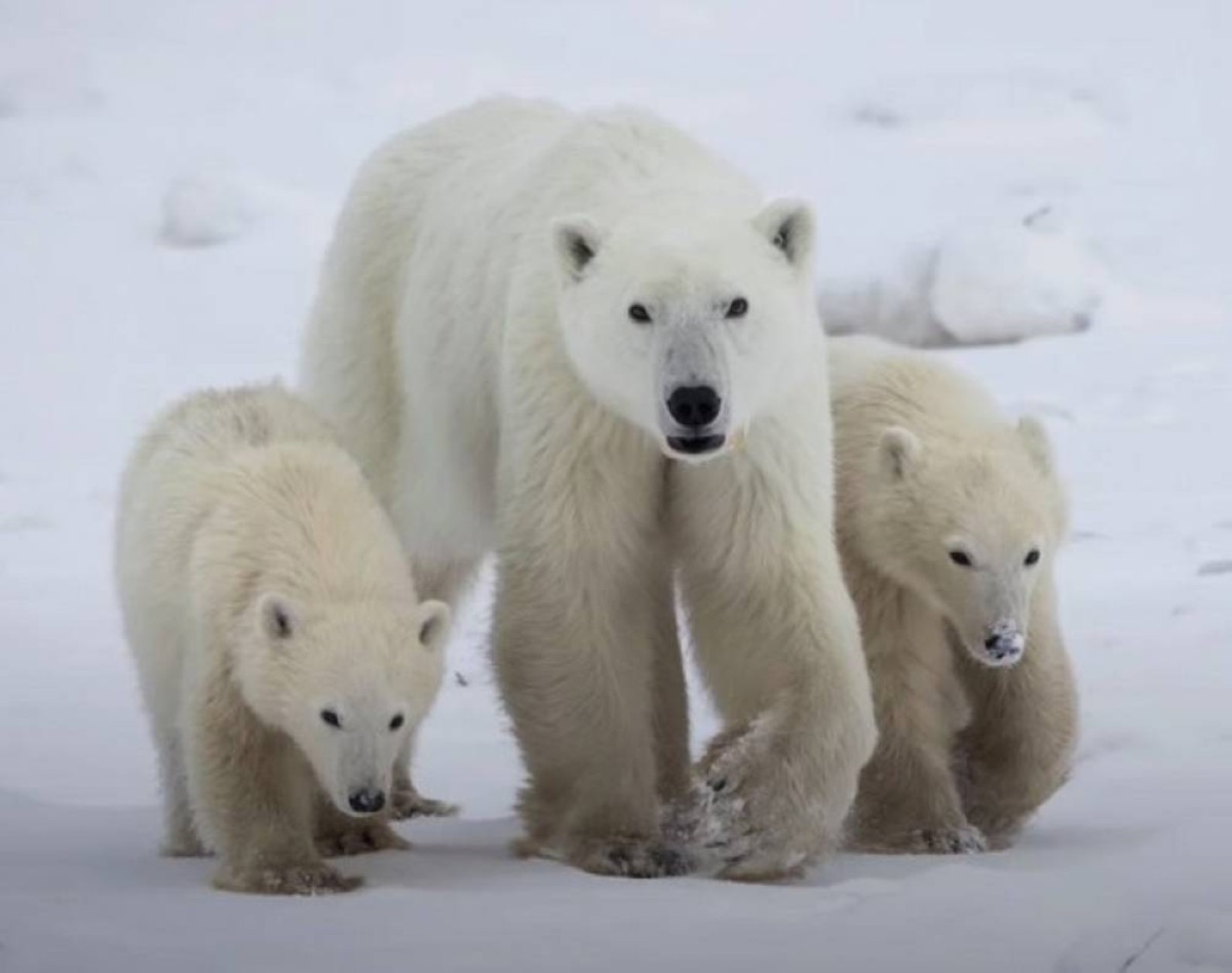 دبة تتبنى شبلاً غريباً