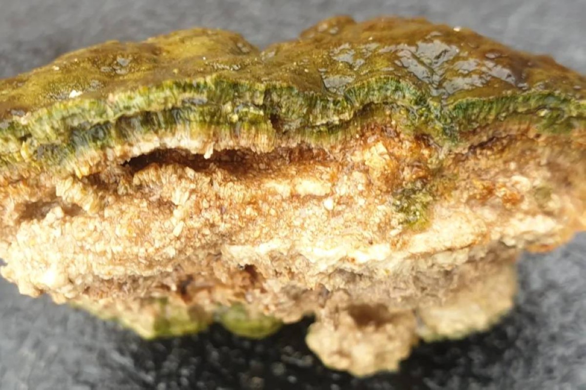 صخور حيّة تنمو وتتنفّس.. عمرها مليارات السنين تفاجئ العلماء