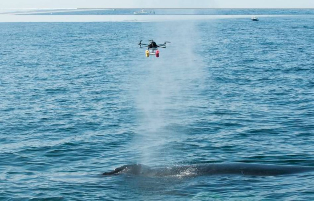 مسيّرات تراقب صحة الحيتان في القطب الشمالي