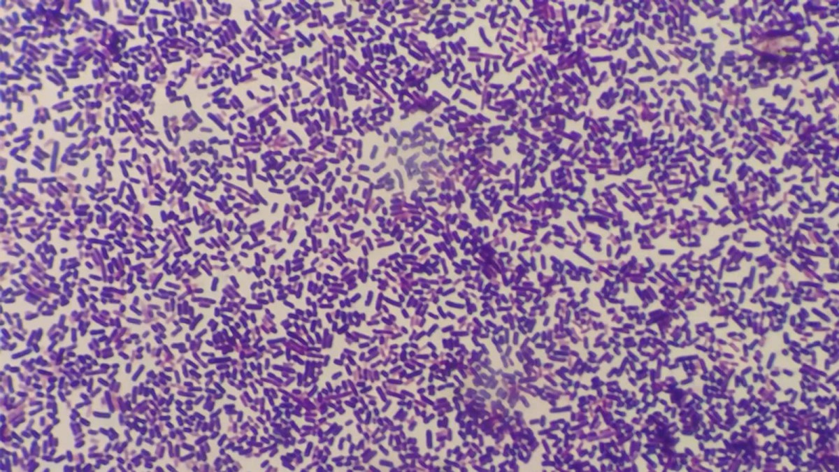 أطول تجربة في التاريخ تتجاوز 80 ألف جيل.. فما سرها؟