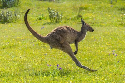 ذكاء الكنغر.. قفز أسرع بجهد أقل