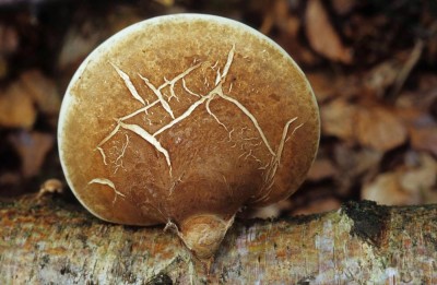 اكتشاف 30 كائناً بحرياً بينها «الإسفنج المفترس»