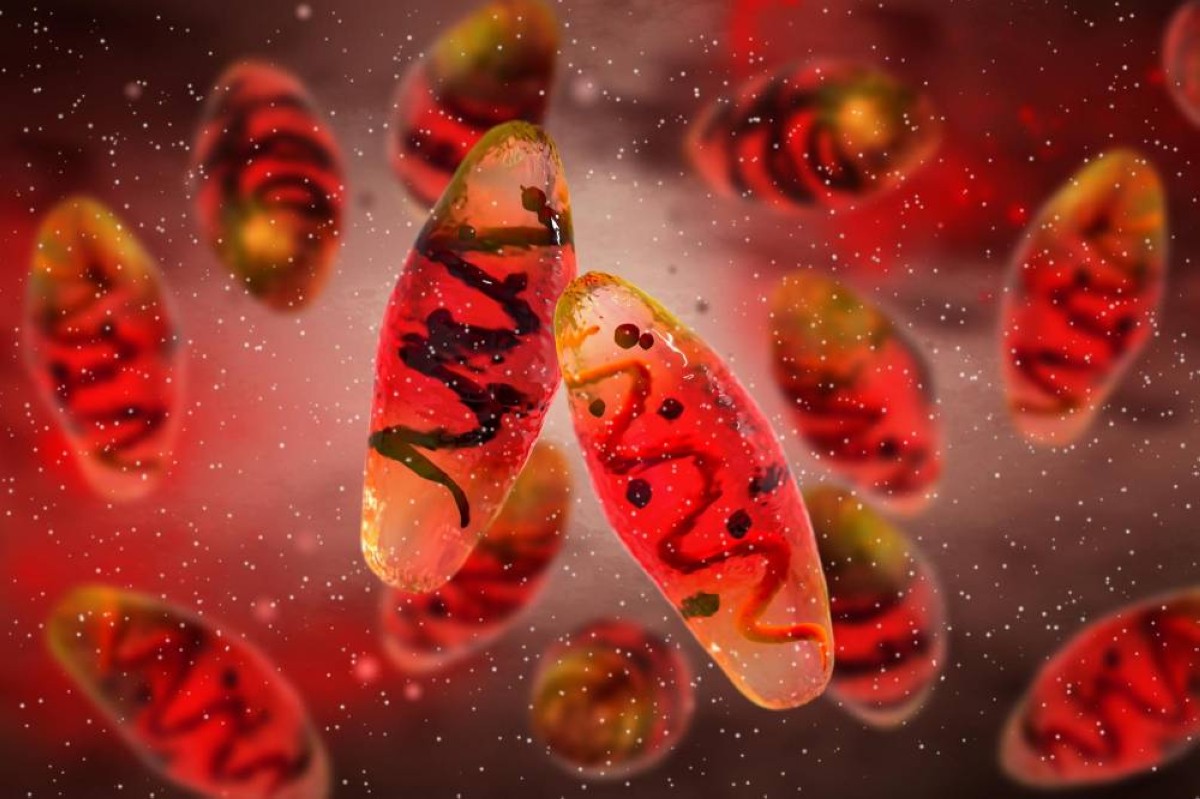 كيف ساعد خروف عمره 4 آلاف عام في حل أكثر ألغاز التاريخ تعقيداً؟