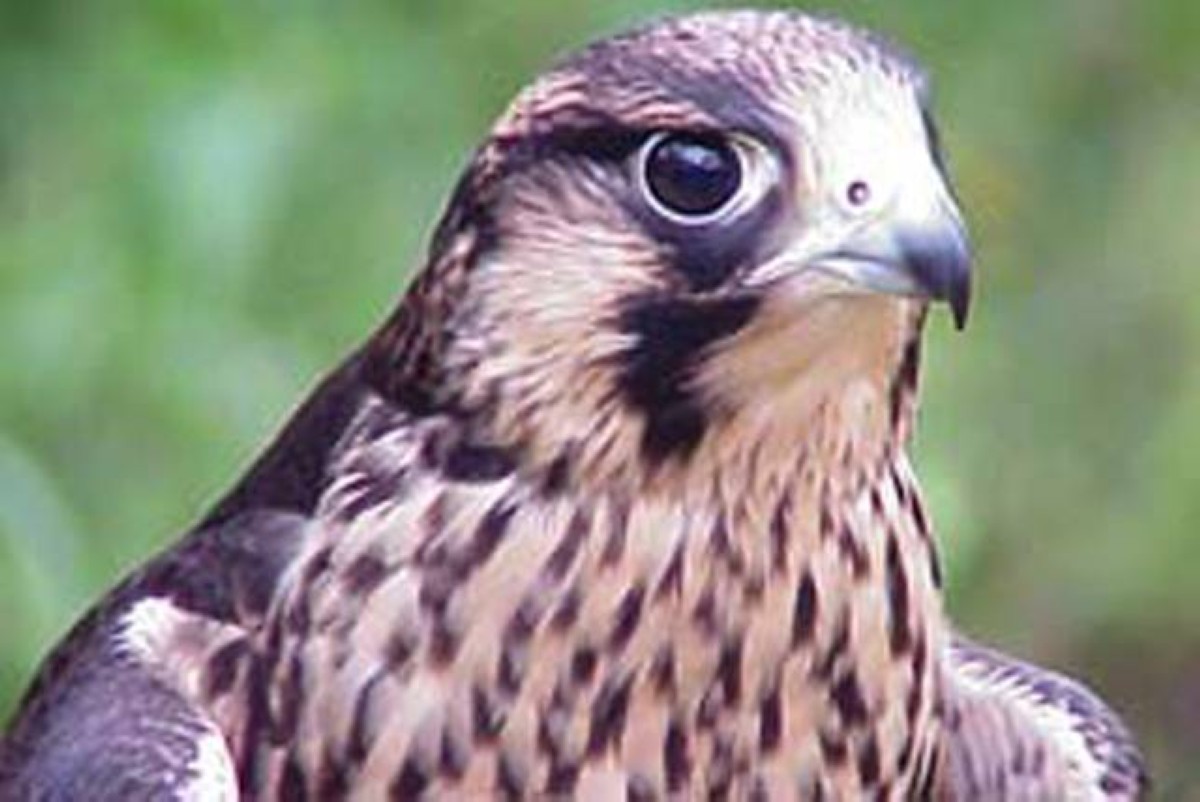 أشياء من الماضي