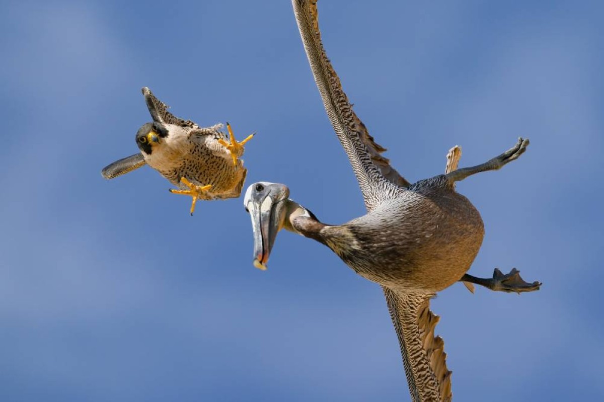 الألوان الفائزة تحتفي بعجائب الطبيعة