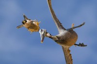 الألوان الفائزة تحتفي بعجائب الطبيعة