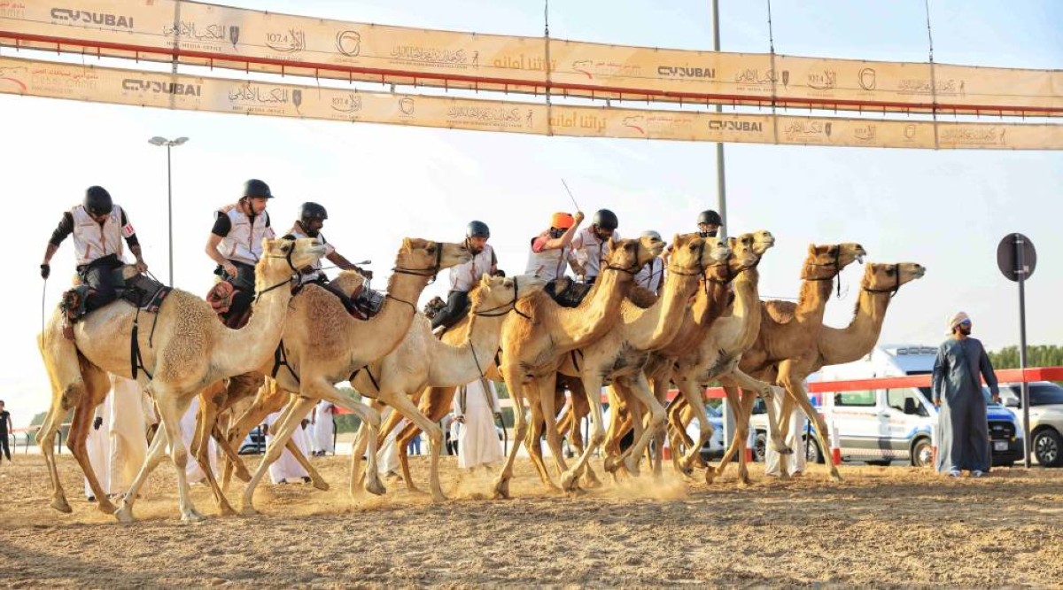 ثلاث فئات في ختام التمهيدي الثاني لماراثون رحلة الهجن