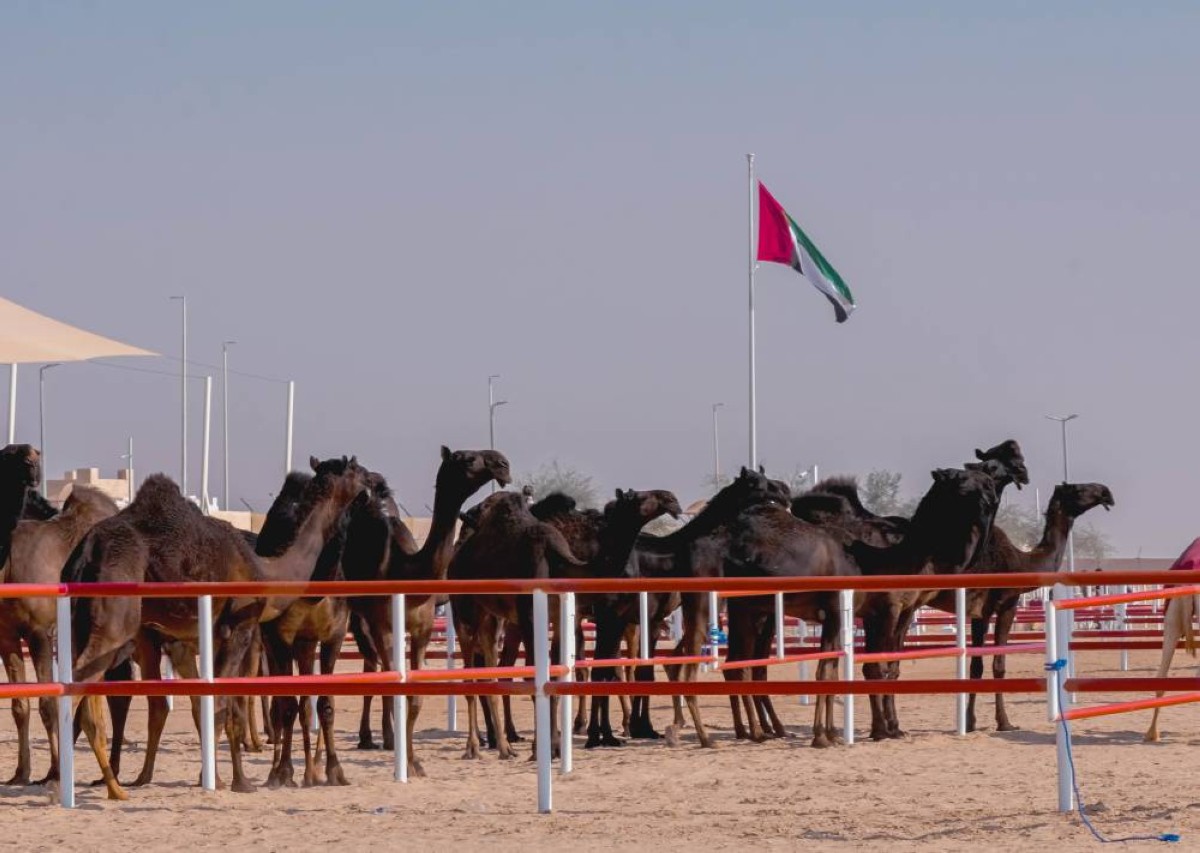 المحطة الختامية لمهرجان الظفرة بدورته الـ 19 تنطلق غداً