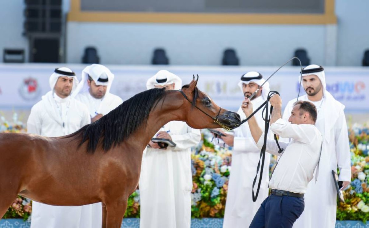 منافسات قوية في أشواط اليوم الأول لبطولة عجمان لجمال الخيل العربي