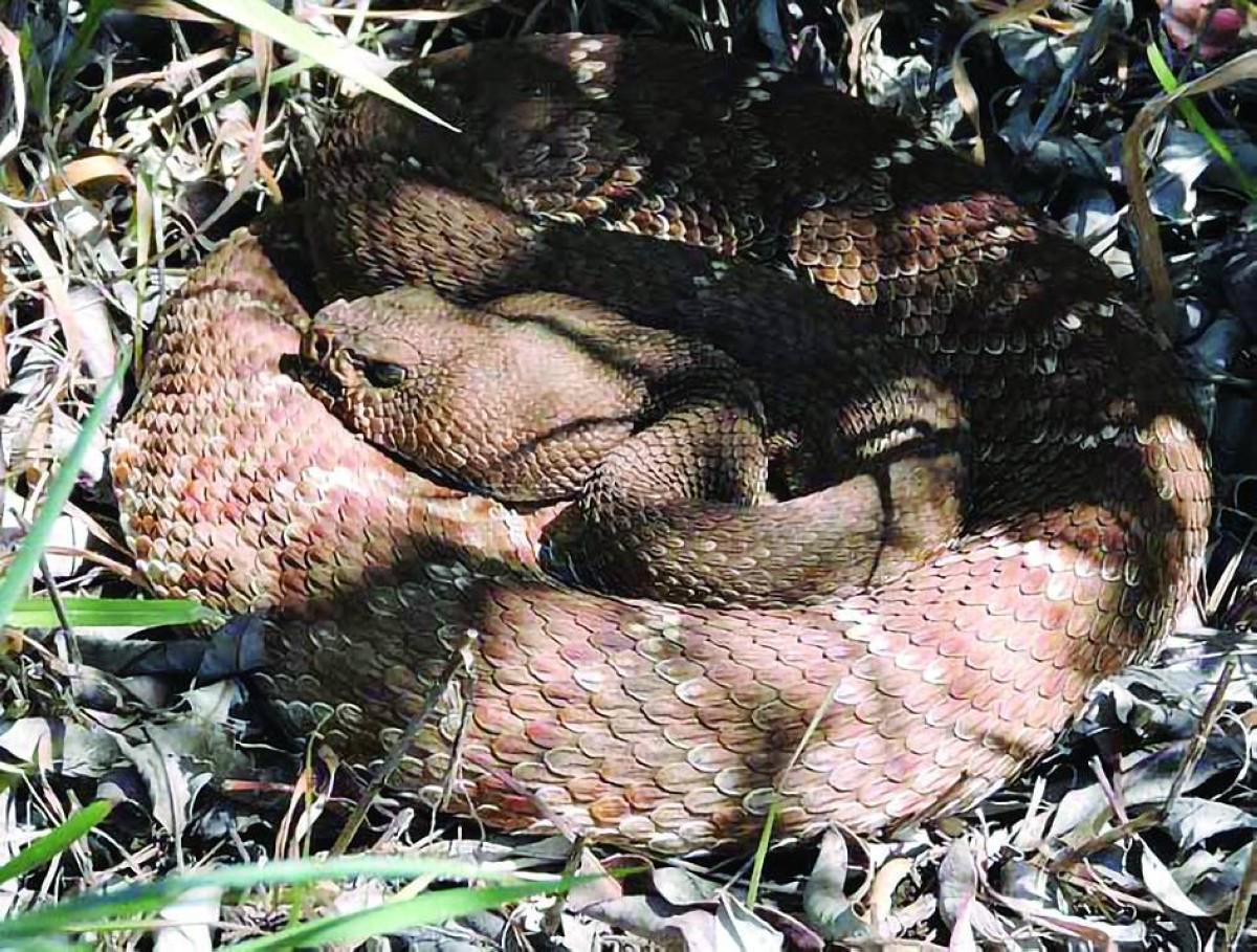 شيخوخة الثعابين.. دلائل وسلوكيات وتغيرات