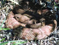 شيخوخة الثعابين.. دلائل وسلوكيات وتغيرات