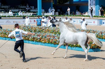 تنظيم متكامل يصنع تجربة ناجحة في بطولة عجمان لجمال الخيل العربية 2026