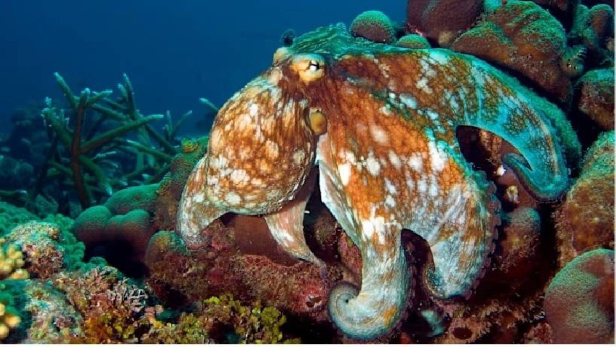 بيولوجيا الأخطبوط تبشّر بتطبيقات واعدة في مجال الروبوتات وتقنيات العرض