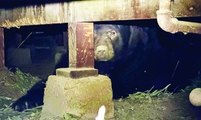 دب يستوطن قبو منزل!