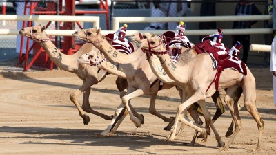 «الشهامة» لهجن الرئاسة تحلق بكأس ولي العهد في مهرجان الهجن