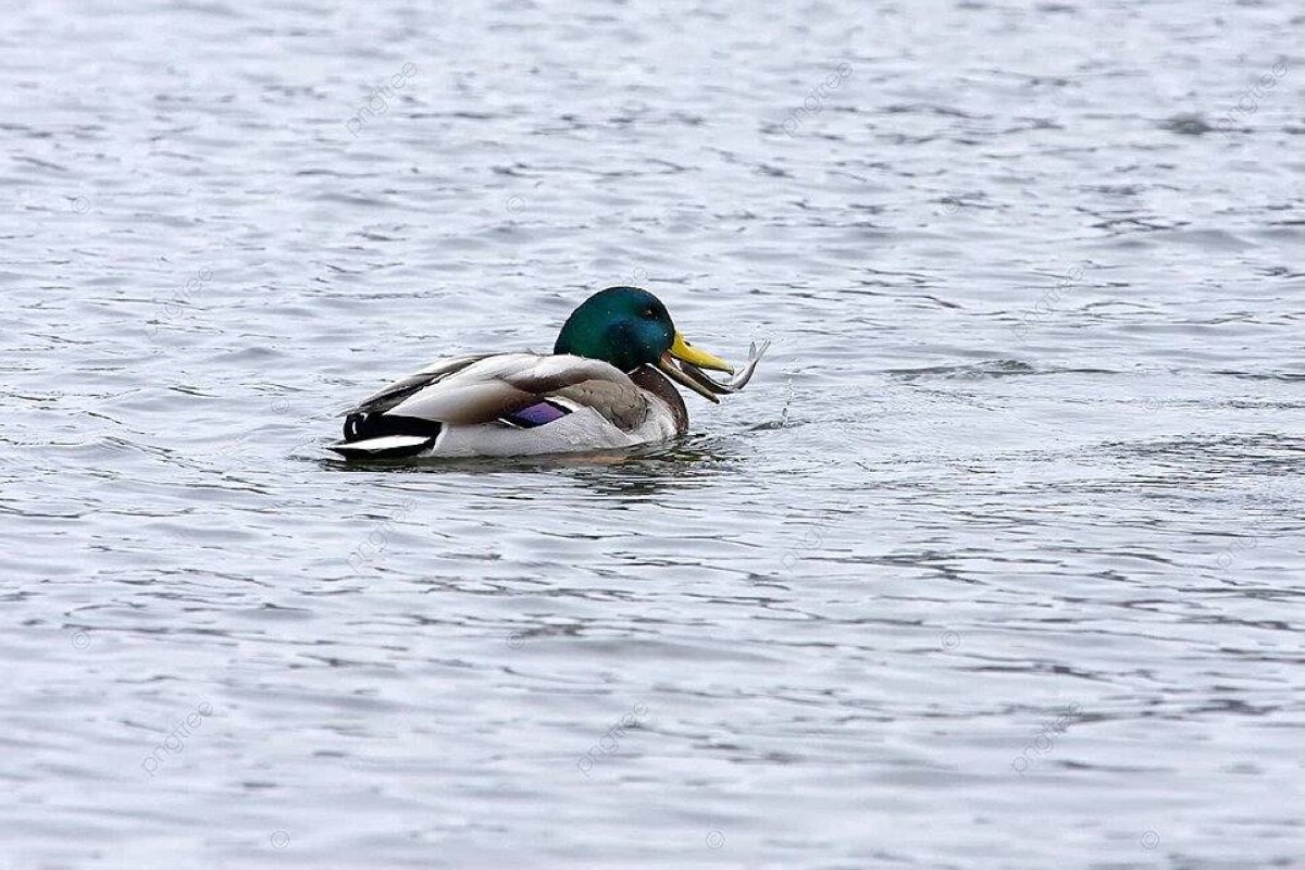 طيور مصدر للأوميغا 3