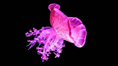 اكتشاف مدهش.. قناديل البحر تنام 8 ساعات ليلاً وتأخذ قيلولات نهارية