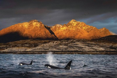 «إكسبوجر» يجمع مستكشفي محيطات في «القمة البيئية»