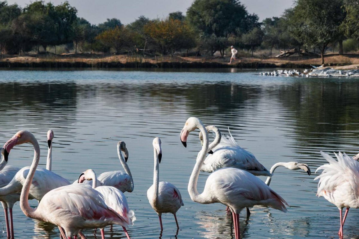 «هود تو كوست دبي 2026» 