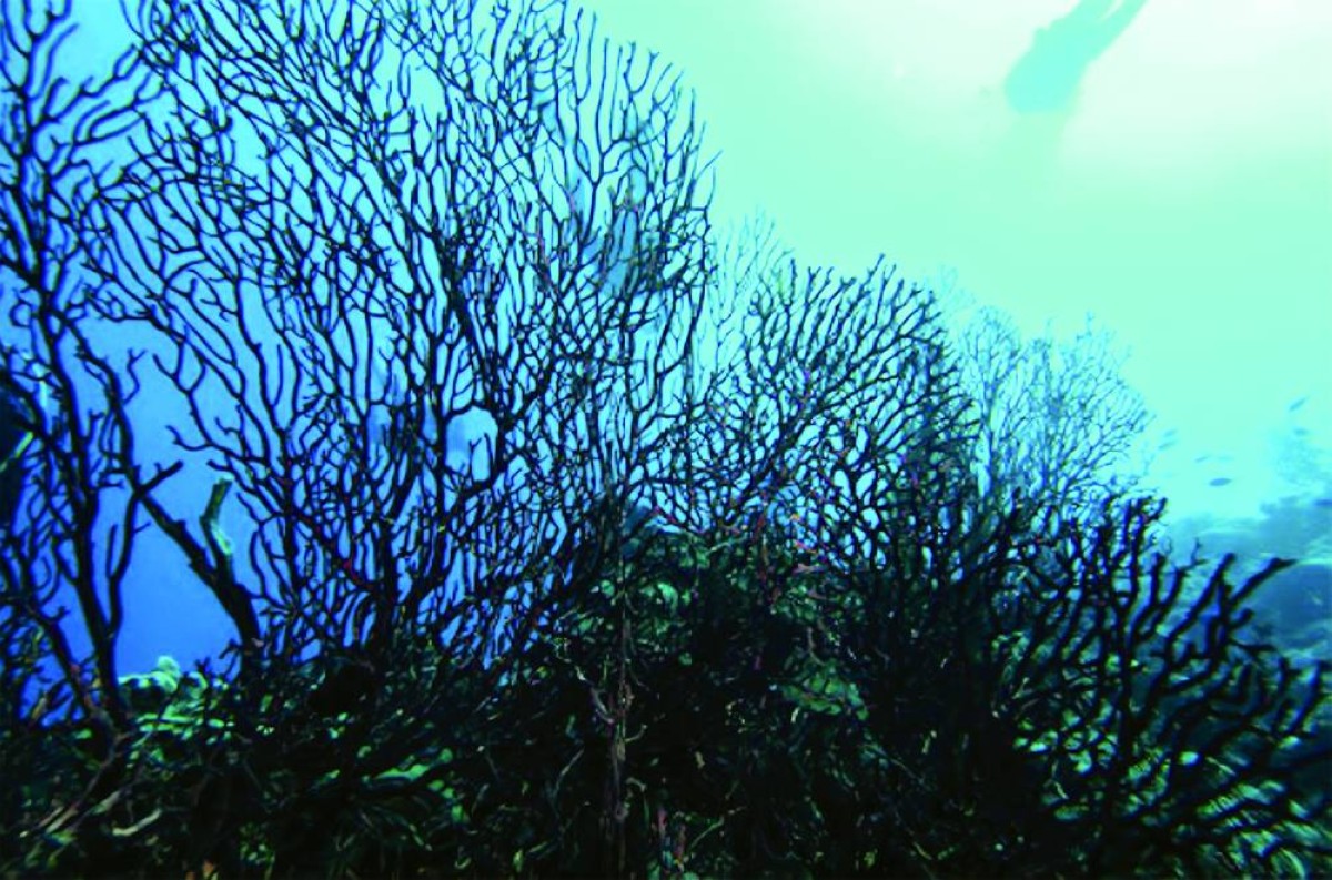 مستعمرة مرجان عملاقة عمرها 4 قرون